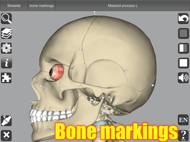 Captura de pantalla d'anatomia 3D