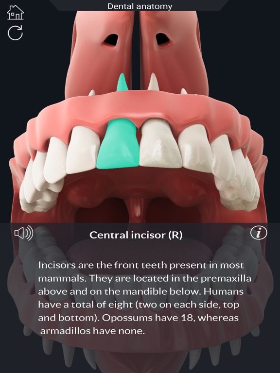 Screenshot #5 pour My Dental Anatomy
