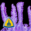 Small Intestinal Pathology - Johns Hopkins Mobile medicine