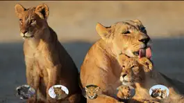 Game screenshot Wild Cats Sounds mod apk