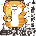 白爛貓37 超重鹹 App Positive Reviews