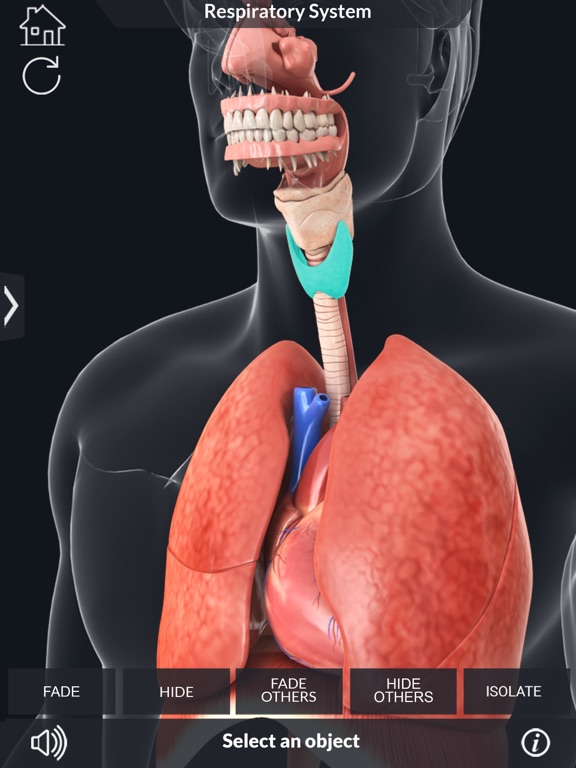 My Respiratory System Anatomyのおすすめ画像3