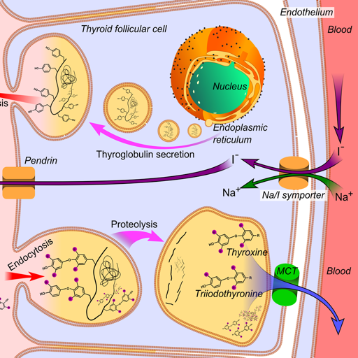 Endocrine System Medical Terms