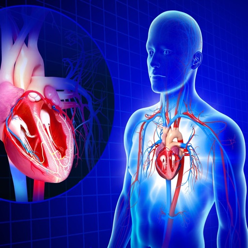 Circulatory System Anatomy icon