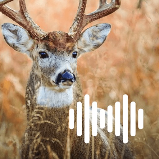 Hunting Calls: Deer