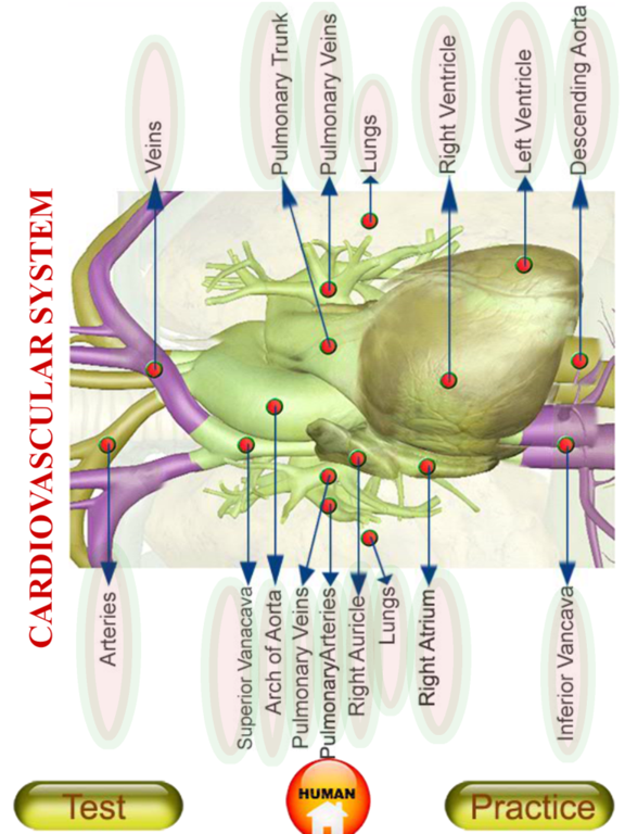 Screenshot #4 pour ANATOMY 3D Pro