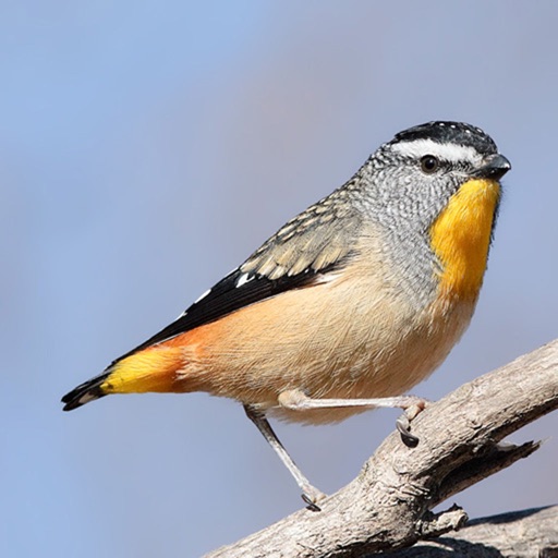 Australian Birds Sounds Pro