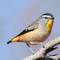 Presenting a completely Free Australian Birds Sounds app with high quality sounds, calls and songs of birds found in Australia