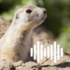 Hunting Calls: Prairie dog