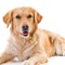Veterinary medicine is one of the most popular and rewarding career options for animal lovers