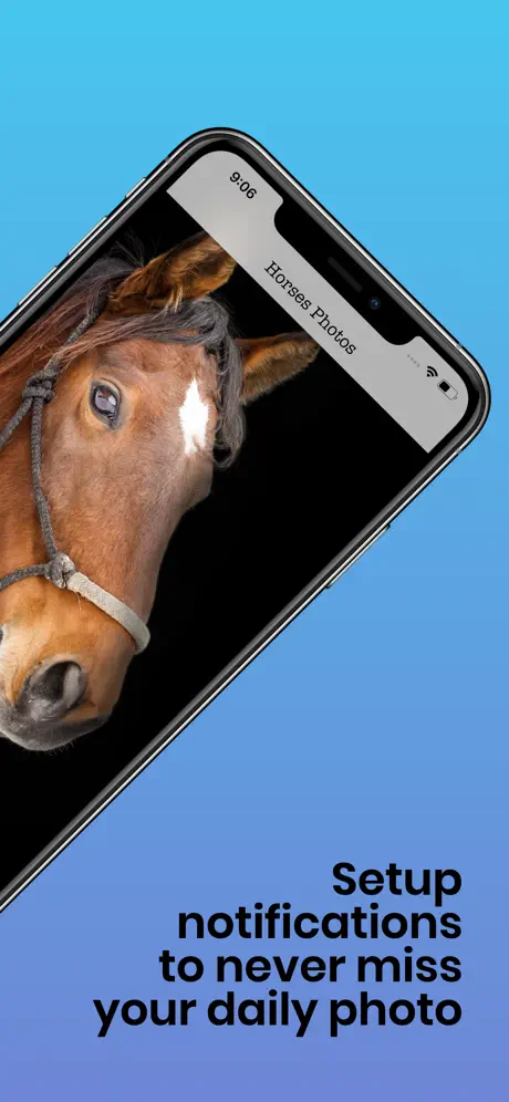 Horses photos
