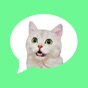 Message Stickers: cat emoticon app download