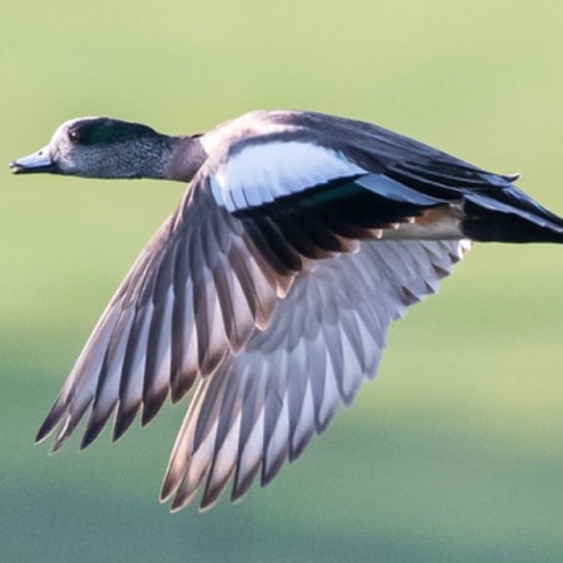 My Duck Log - AppWisp.com