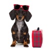 Yinz Dogs icon