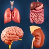 Organs Anatomy - iPadアプリ