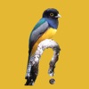 Belize Birds Field Guide icon