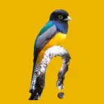 Belize Birds Field Guide App Negative Reviews