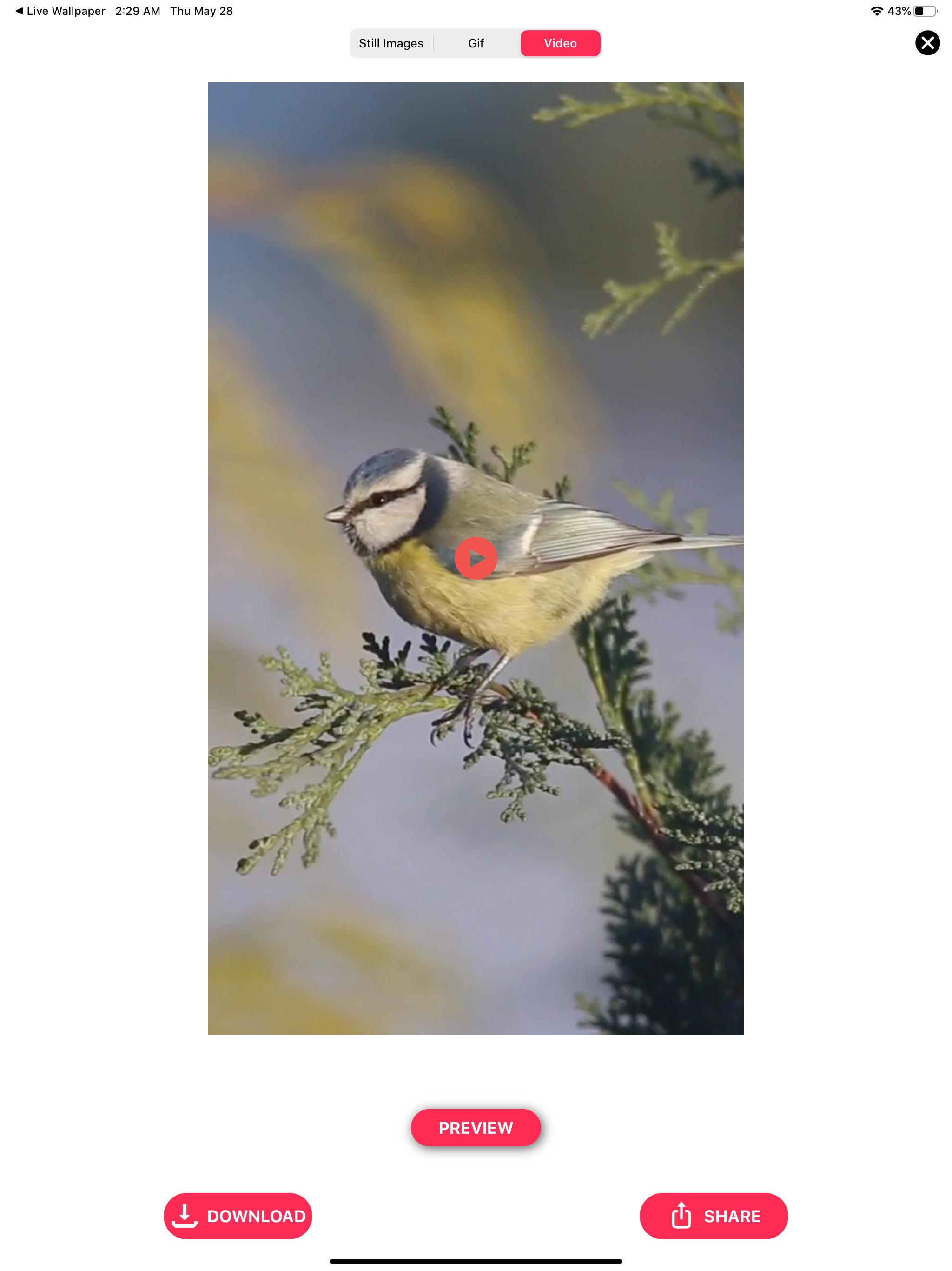 Live Photo Converter *