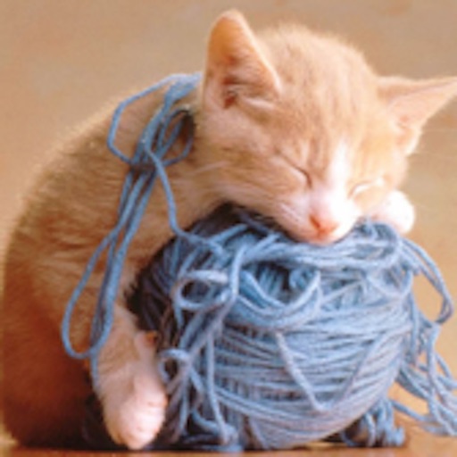 Cat Catch Wool Ball