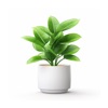 Tree Identifier : Plant UP App icon