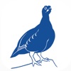 British Birds Online