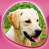 My Little Dog Show icon