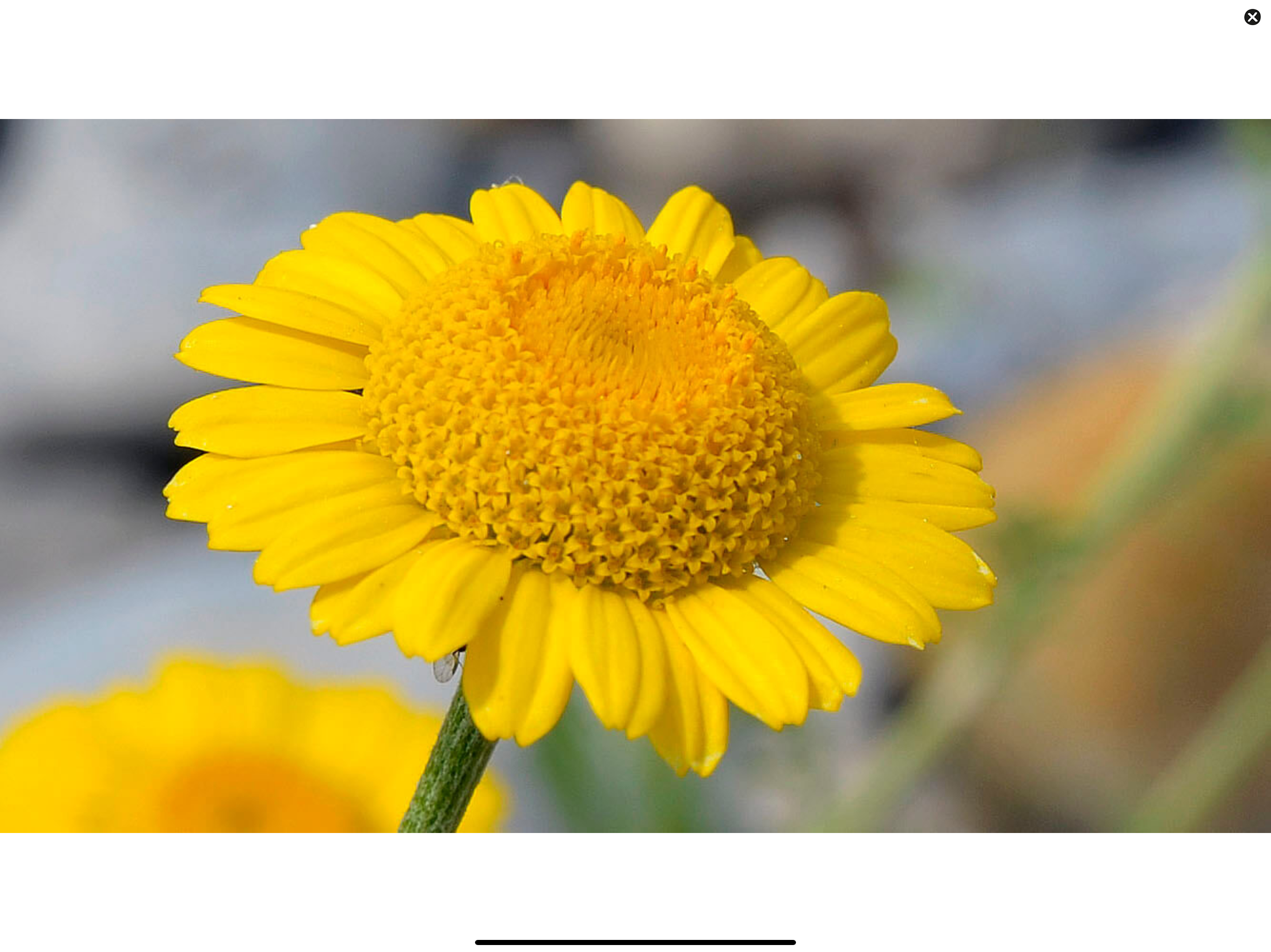 Wildflower Finder Switzerland