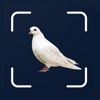 Bird Scanner - 10,000+ Birds icon
