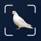 Bird Scanner - 10,000+ Birds