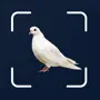 Bird Scanner - 10,000+ Birds