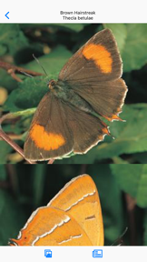 Collins British Wildlife screenshot