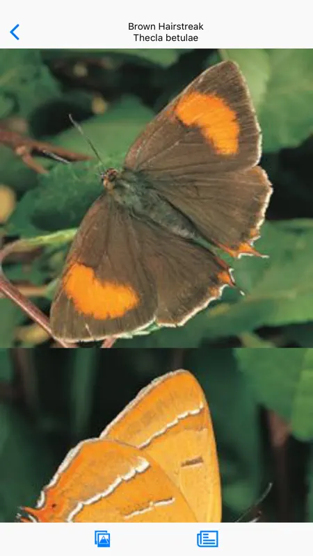 Collins British Wildlife screenshot 2 of 5