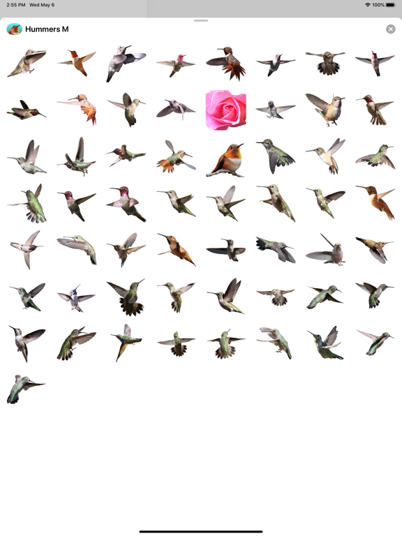 Screenshot #5 pour Hummingbirds - Medium (Retina)