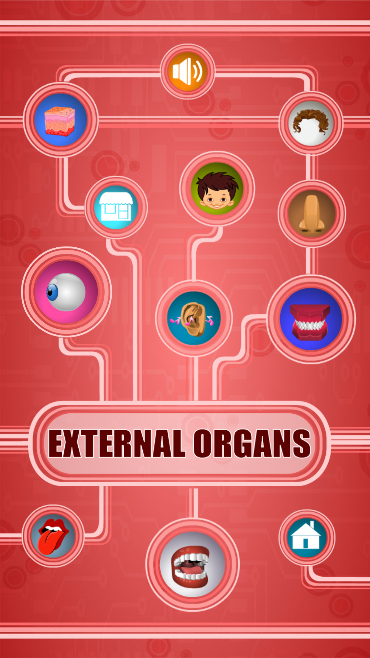 Human Body - External Organs