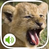 Animal Sounds: More 100 sounds icon