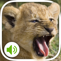 Animal Sounds More 100 sounds