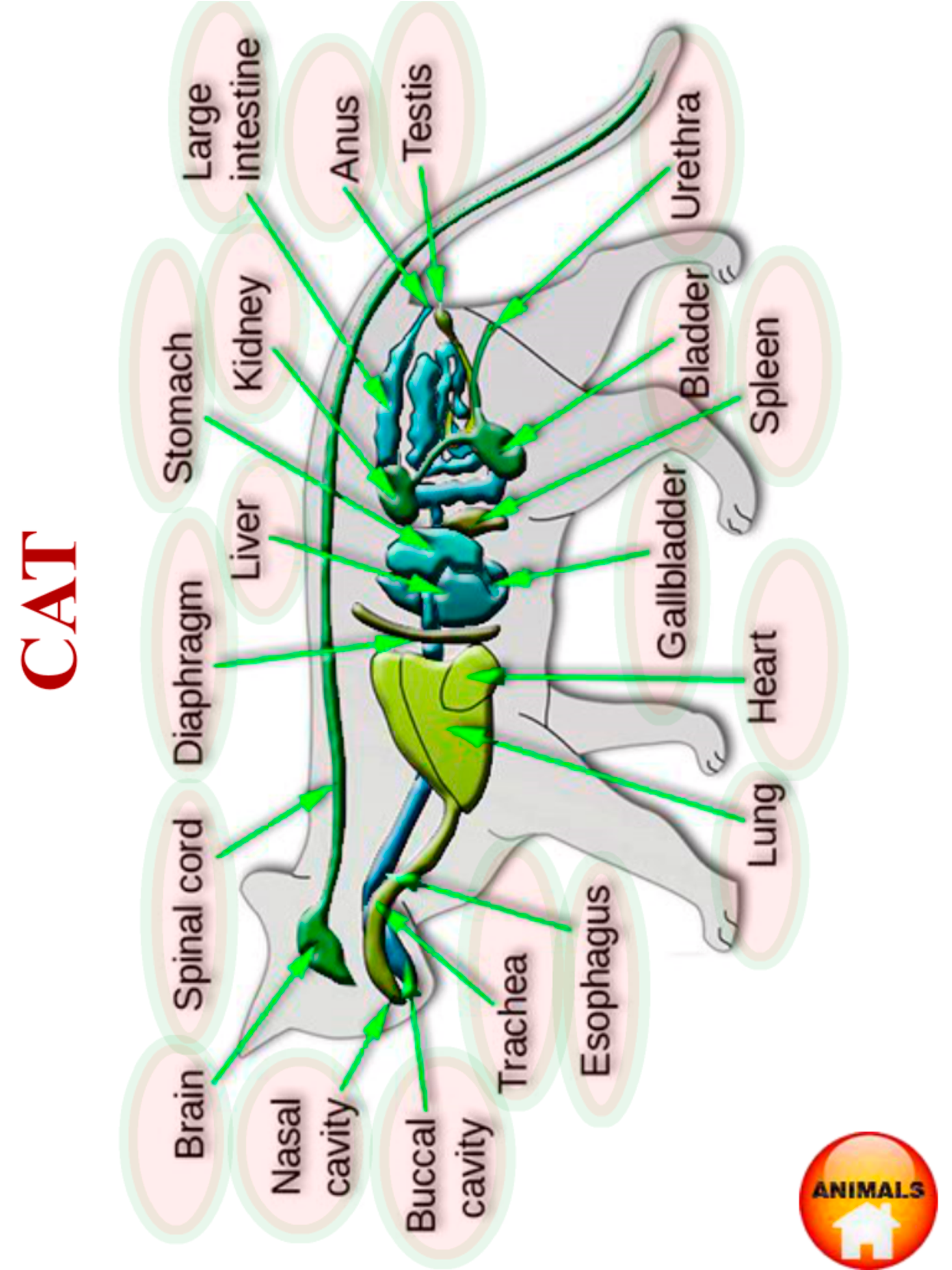 https://is1-ssl.mzstatic.com/image/thumb/Purple116/v4/1d/07/8d/1d078dd9-be6e-d0d7-a4ef-1d94abb6a577/pr_source.png/2048x2732.png