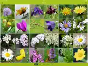 wildblumen finder schweiz ipad bildschirmfoto 2