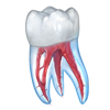 Dental 3D Illustrations - Alexandr Mitiuc