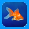 金魚育成アプリ「ポケット金魚」 - iPadアプリ