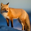 Fox Hunting Calls - iPadアプリ