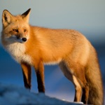 Download Fox Hunting Calls app