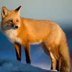 Fox Hunting Calls App Cancel