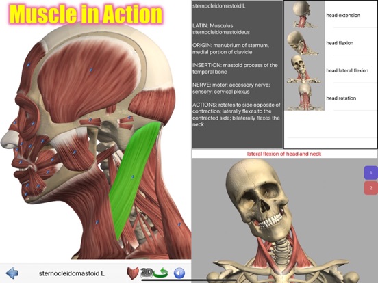 Visual Anatomy iPad app afbeelding 1