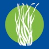 Seagrass PH