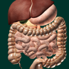 Órganos 3D (anatomía) - Victor Gonzalez Galvan
