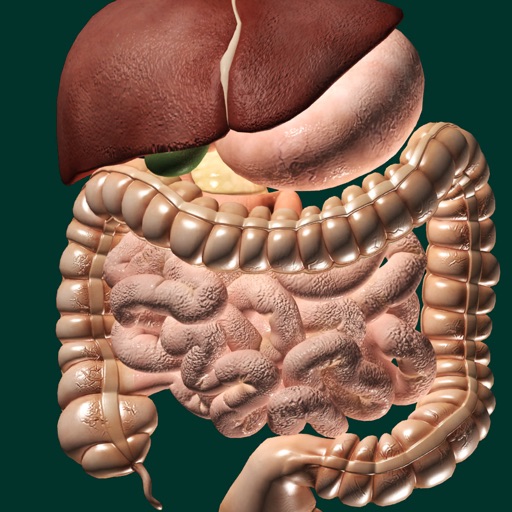 ORGANS 3D (ANATOMY)