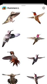 Hummingbirds - Large (Retina) screenshot