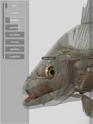 3d fish anatomy ipad images 3