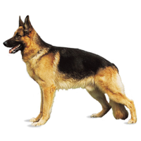 Learn About Dog Breeds